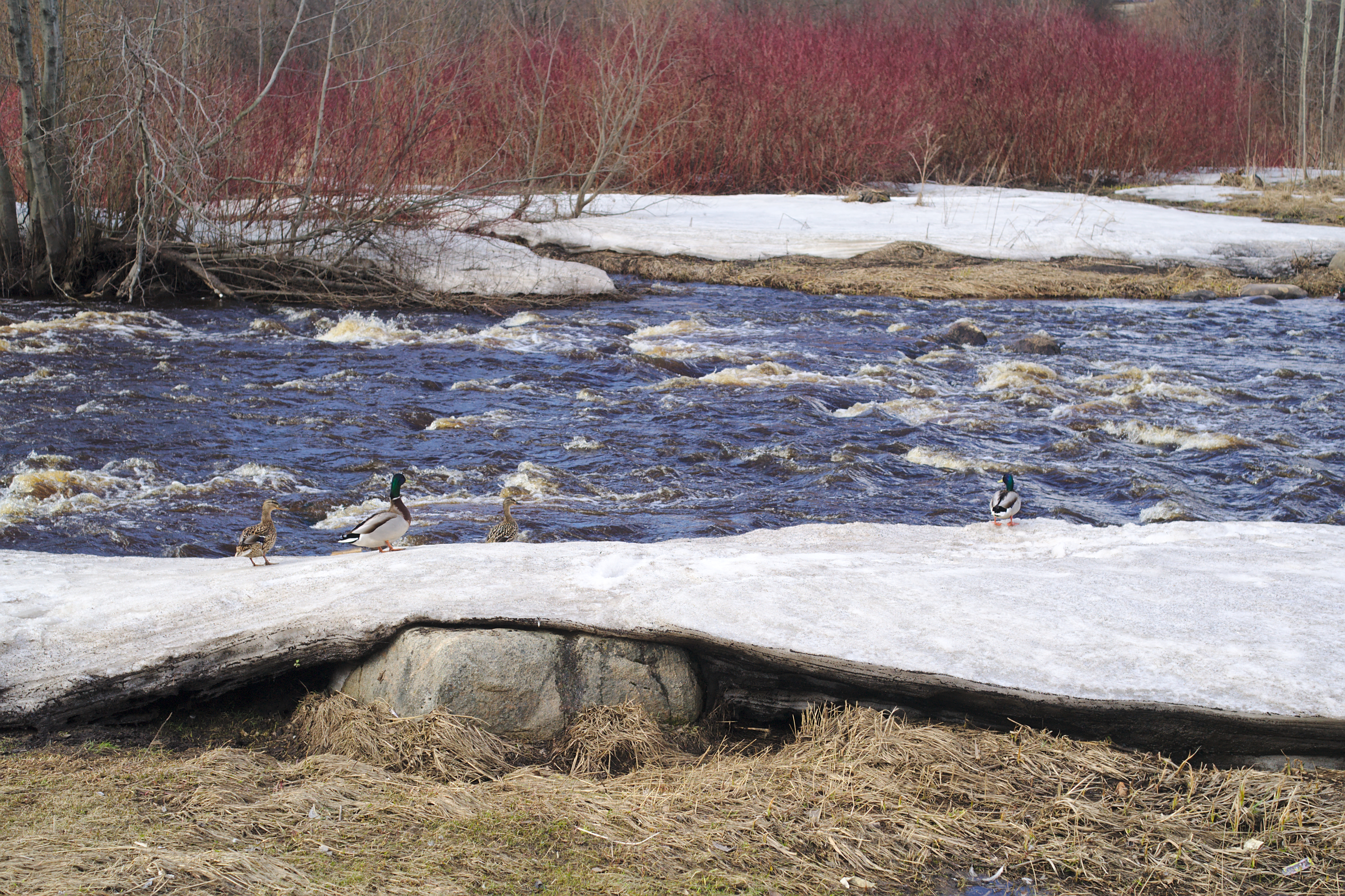 Blanket of ice